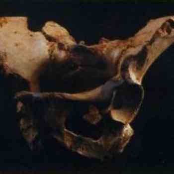 Click para ampliar. Pulsa en el nombre para ver la ficha. Atapuerca: pelvis